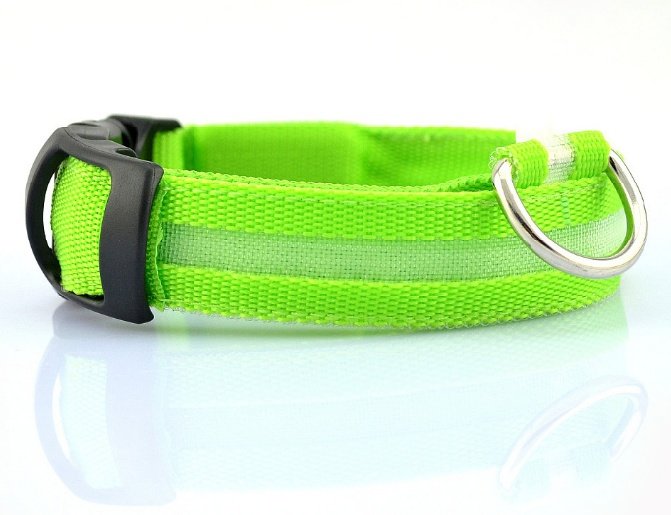Collar LED de Seguridad para Perros — Visible de Noche - Imagen 3